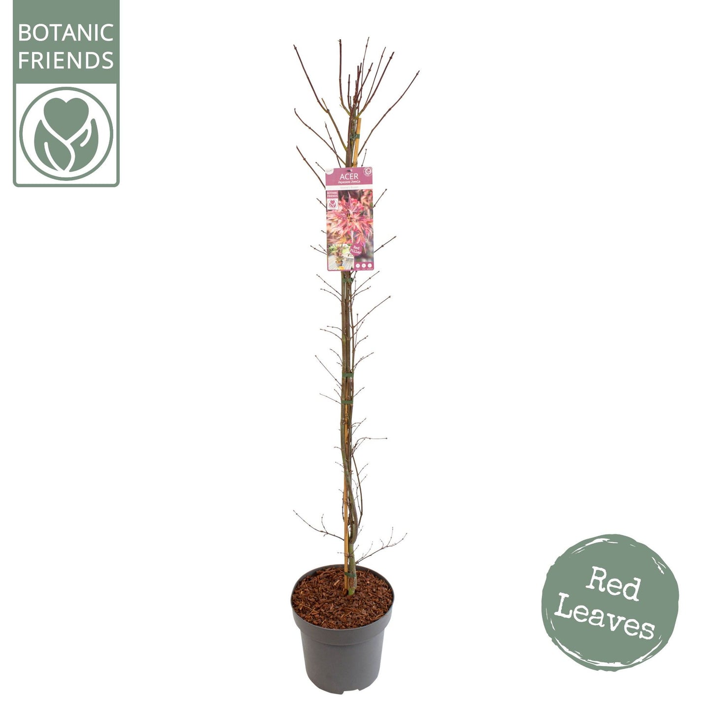 Acer palm. Skeeters Broom 175cm 30cm Pot