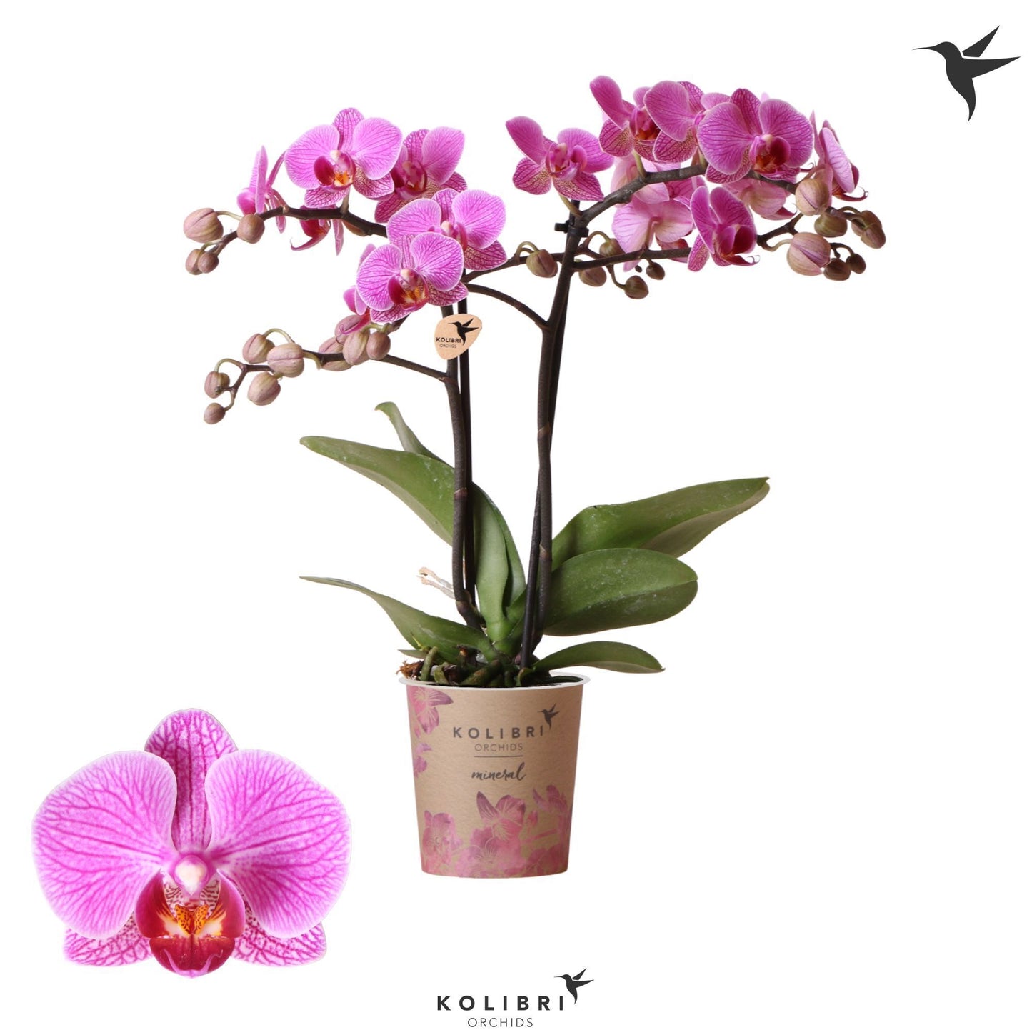 Phalaenopsis mf. Hamburg 40cm 9cm Pot