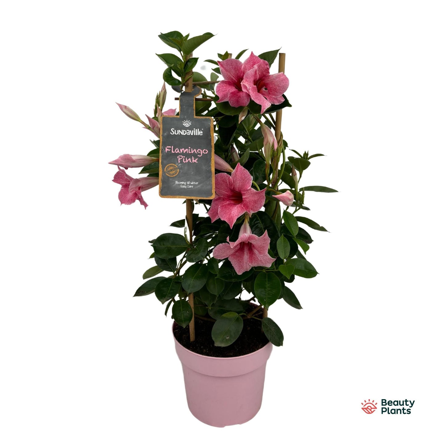 Mandevilla Flamingo Pink pyramide 55cm 17cm Pot