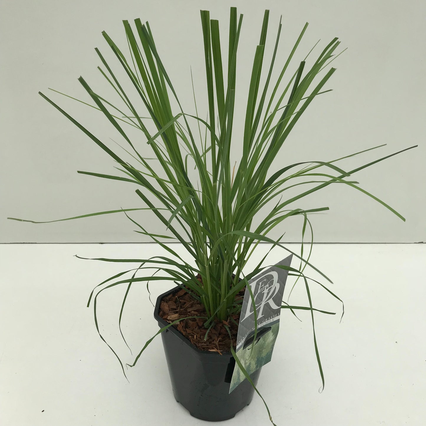 Cortaderia sel. Pumila 50cm 17cm Pot