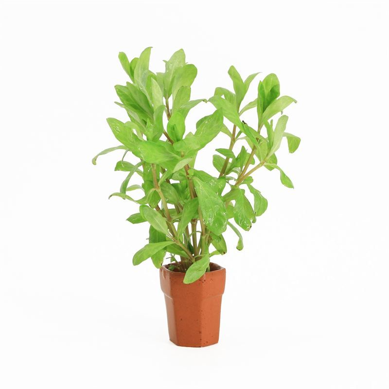 Hygrophila polysperma 5cm 2cm Pot