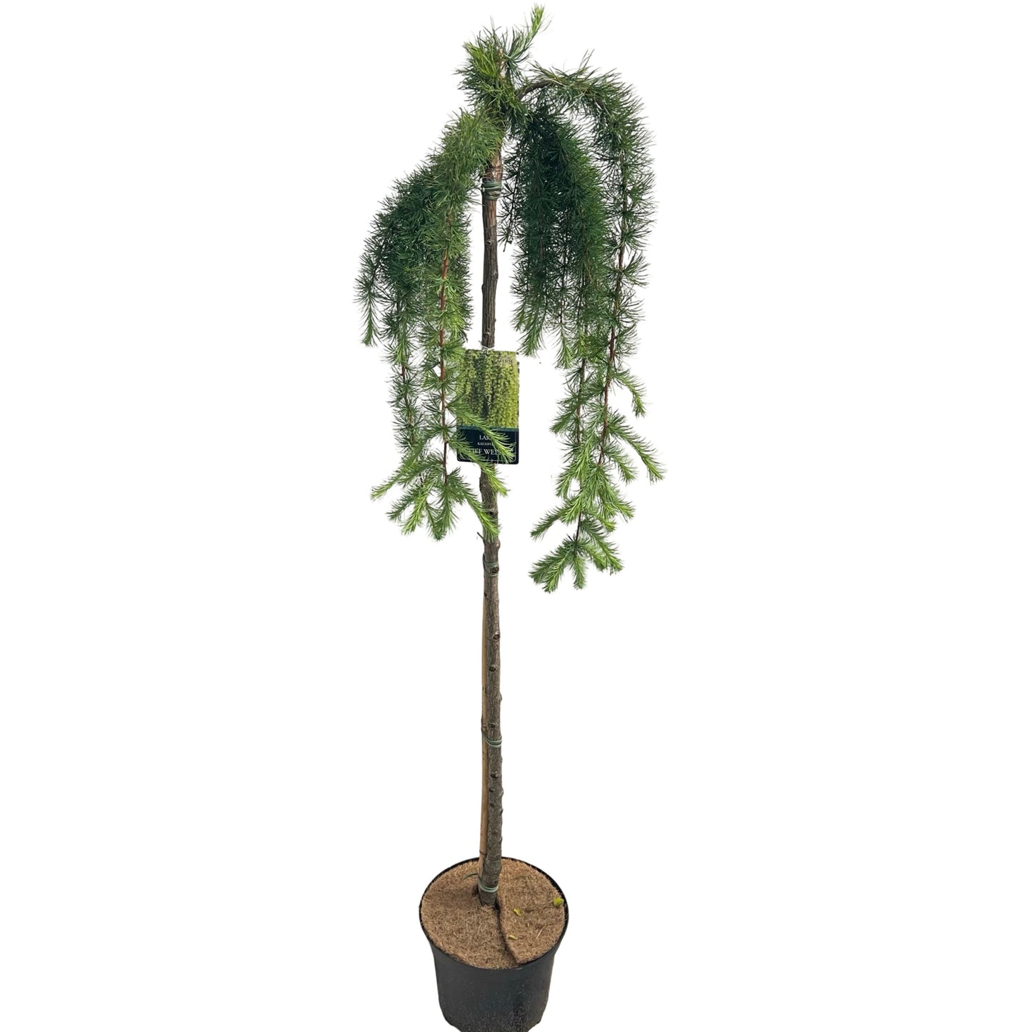 Larix kae. Stiff Weeper 140cm 27cm Pot