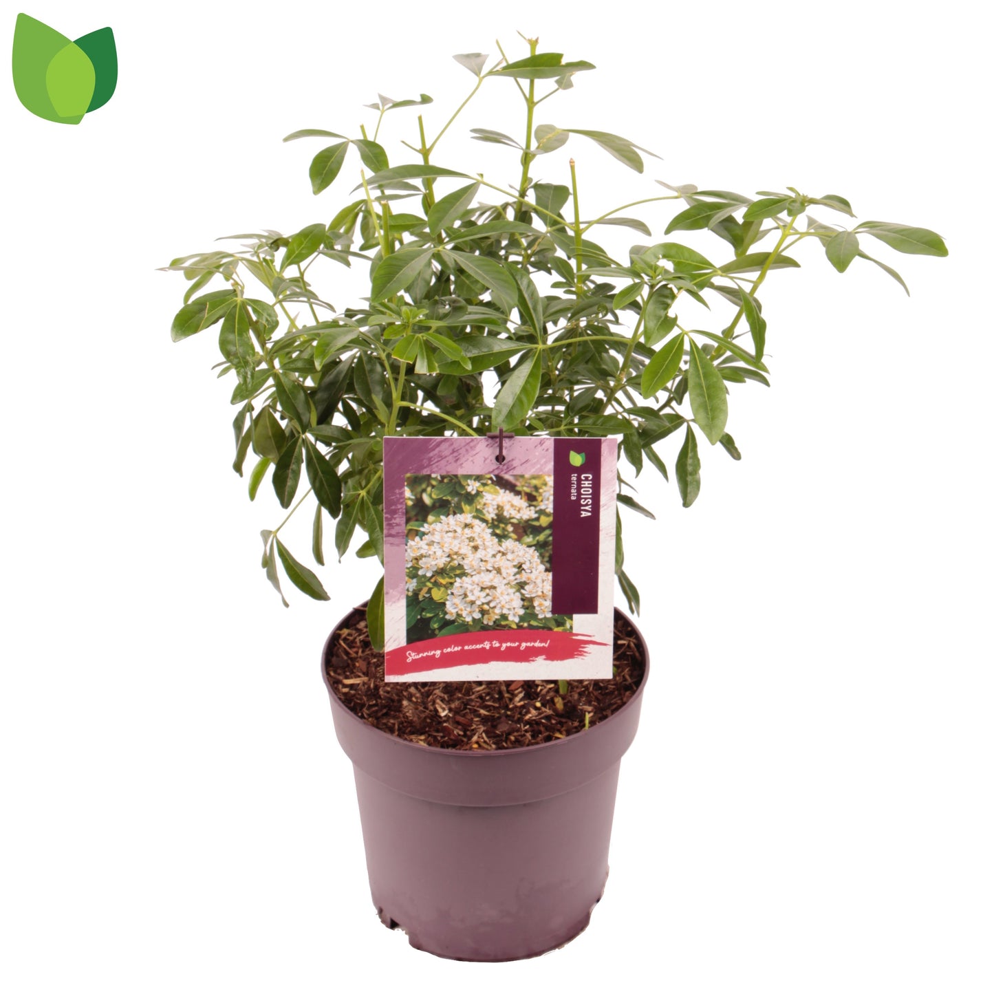 Choisya ternata Aztec Pearl 40cm 19cm Pot