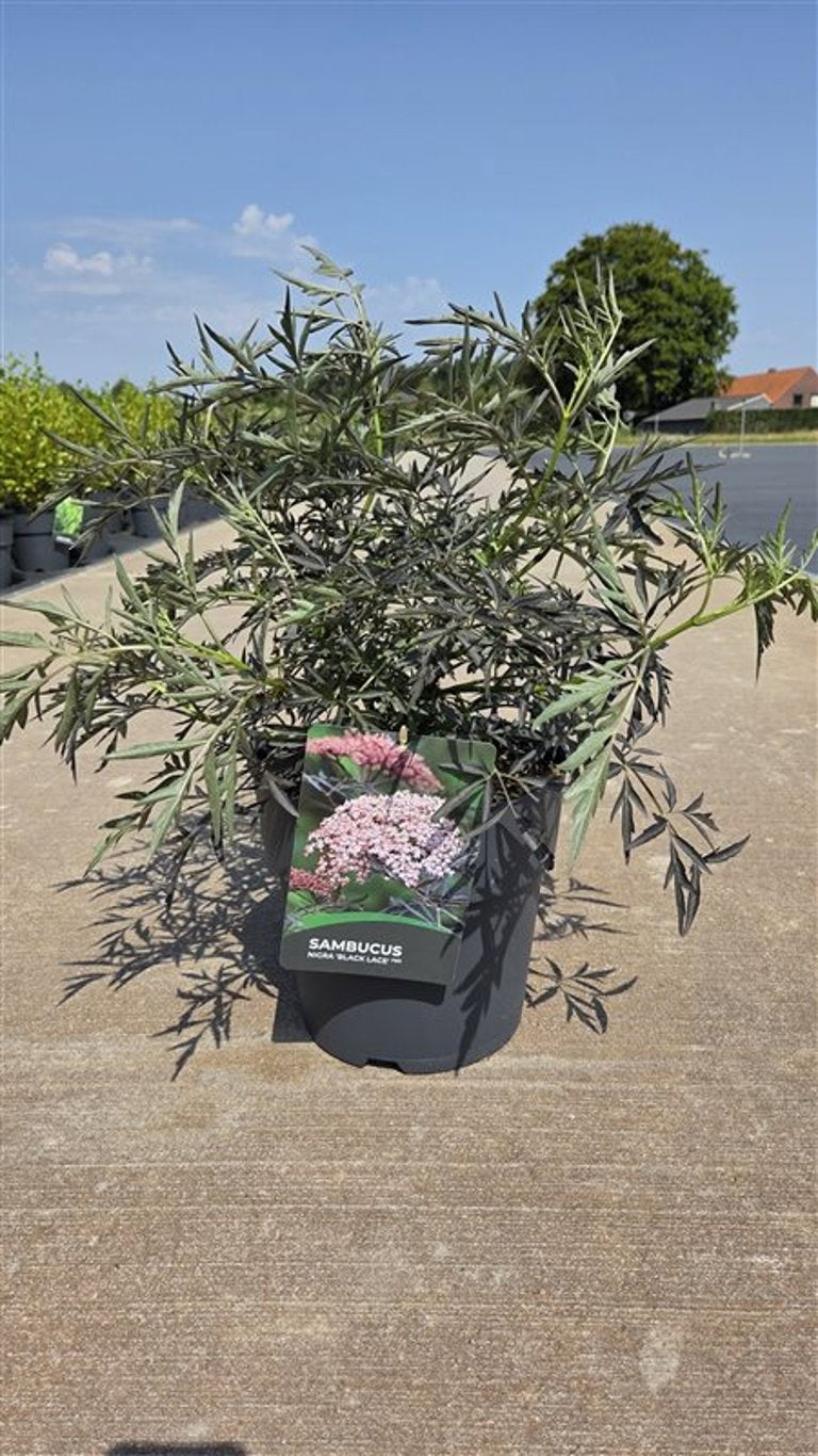 Sambucus nigra Black Lace 65cm 27cm Pot