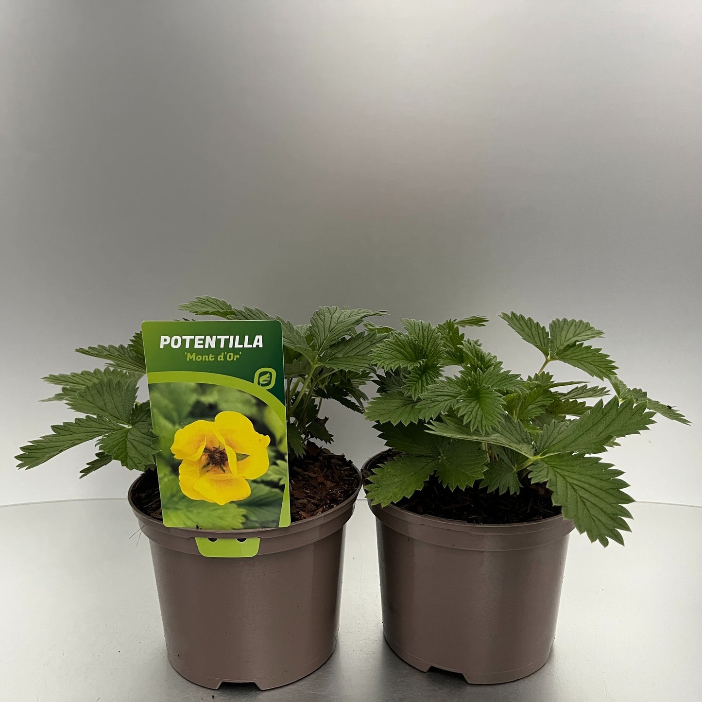 Potentilla Mont d'Or 25cm 17cm Pot