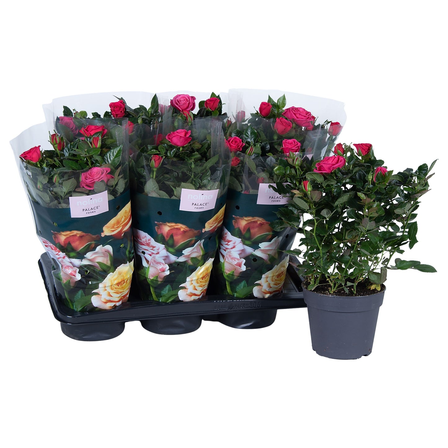 Rosa Palace dark pink 45cm 17cm Pot