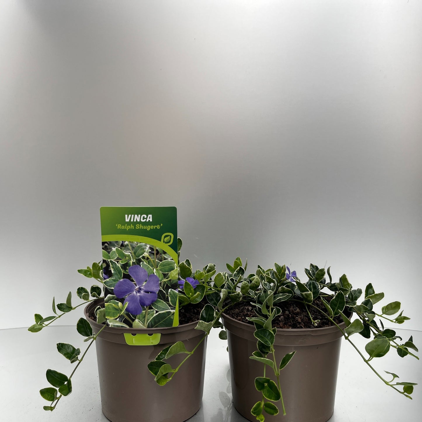 Vinca min. Ralph Sugert 20cm 17cm Pot