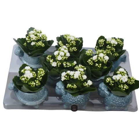 PTSUT8942 Arrangementen kamerplanten 14cm 12cm Pot