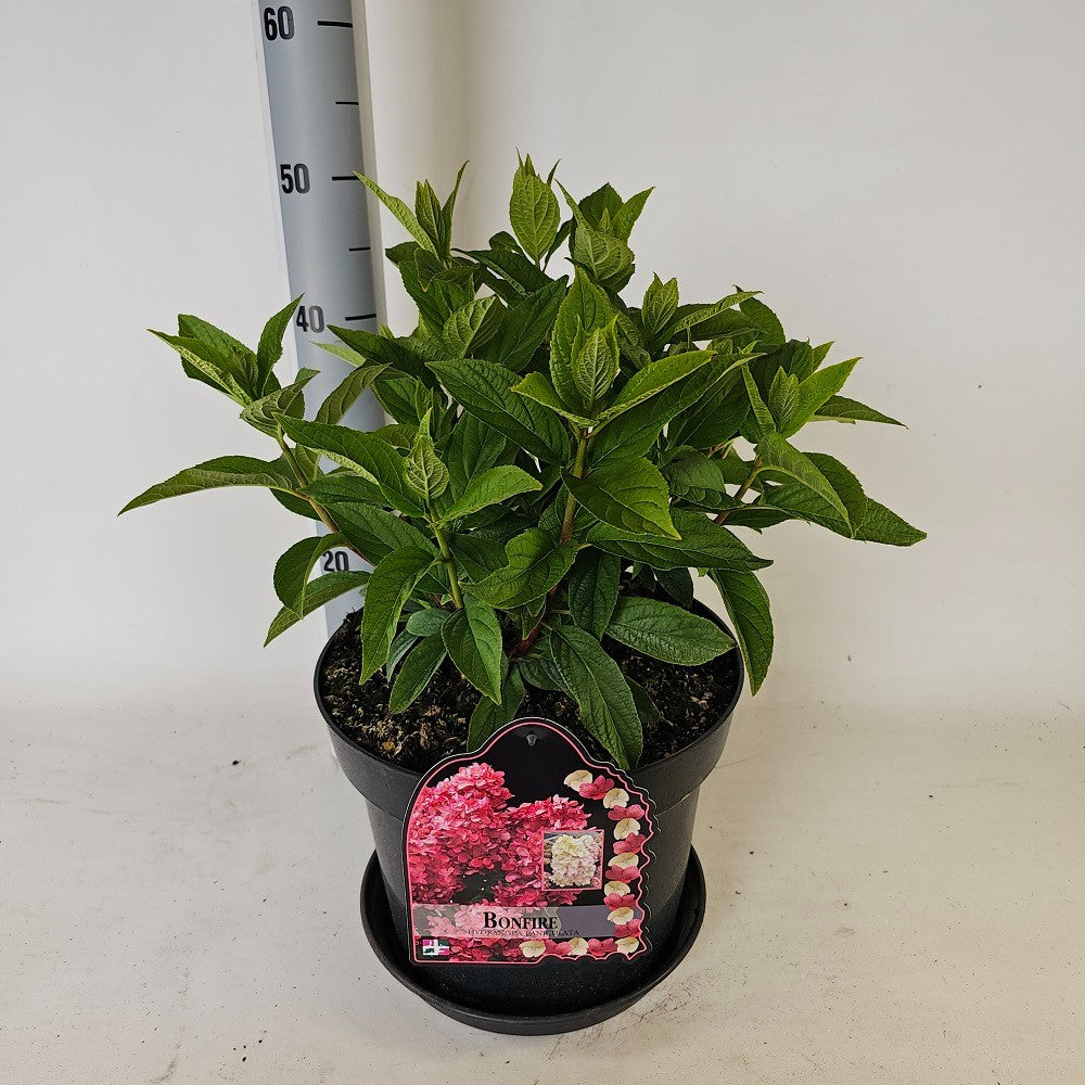 Hydrangea paniculata 70cm 29cm Pot
