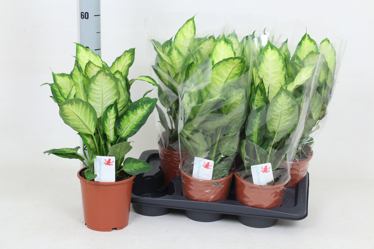 Dieffenbachia Camilla 50cm 17cm Pot