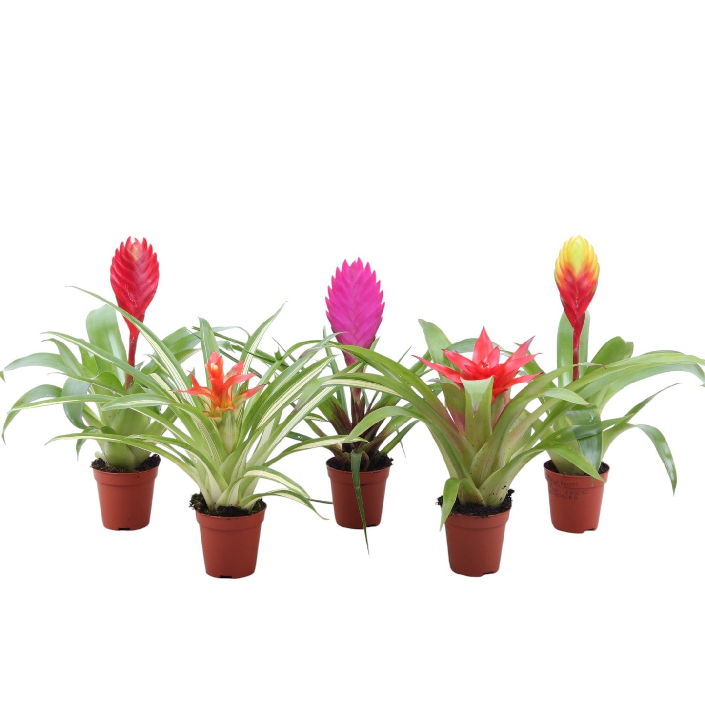 Bromini mix 20cm 505cm Pot
