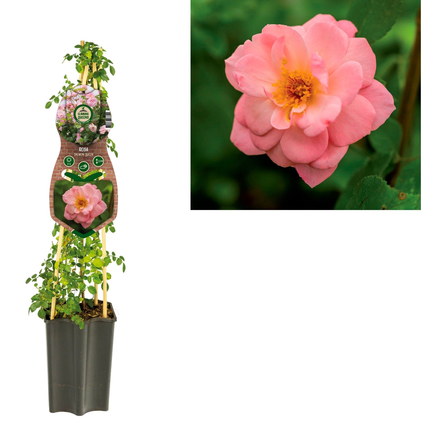 Rosa Hybrid 65cm 15cm Pot
