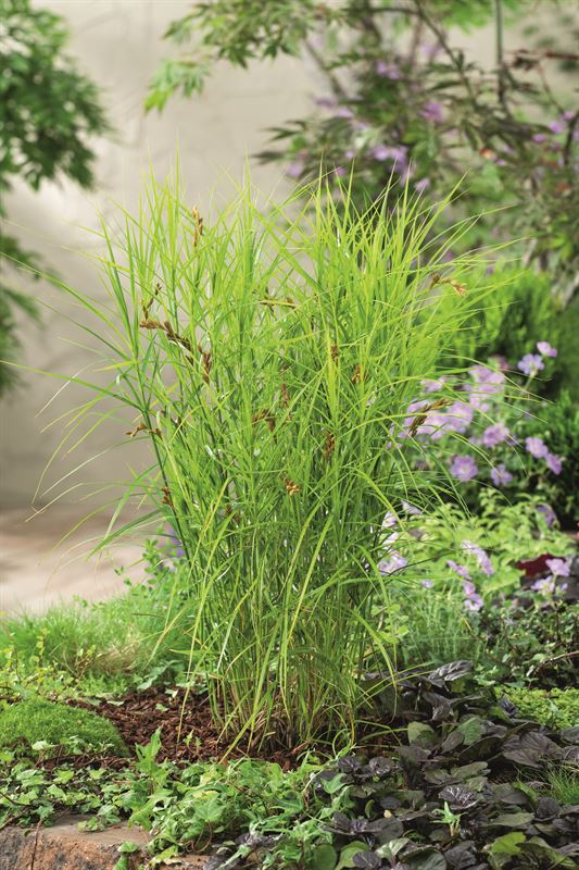 Carex Little Midge 20cm 9cm Pot