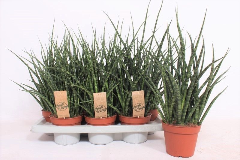 Sansevieria Fernwood Punk 40cm 14cm Pot