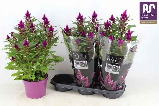 Celosia Deep Purple 60cm 19cm Pot