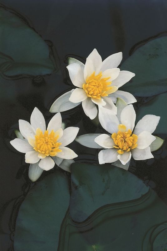 Nymphaea Pygmaea Alba 30cm 18cm Pot