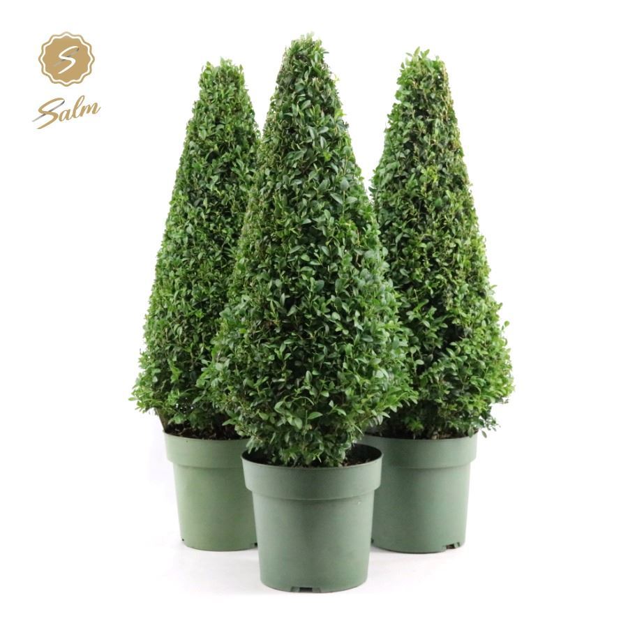 Buxus sempervirens pyramid 75cm 21cm Pot