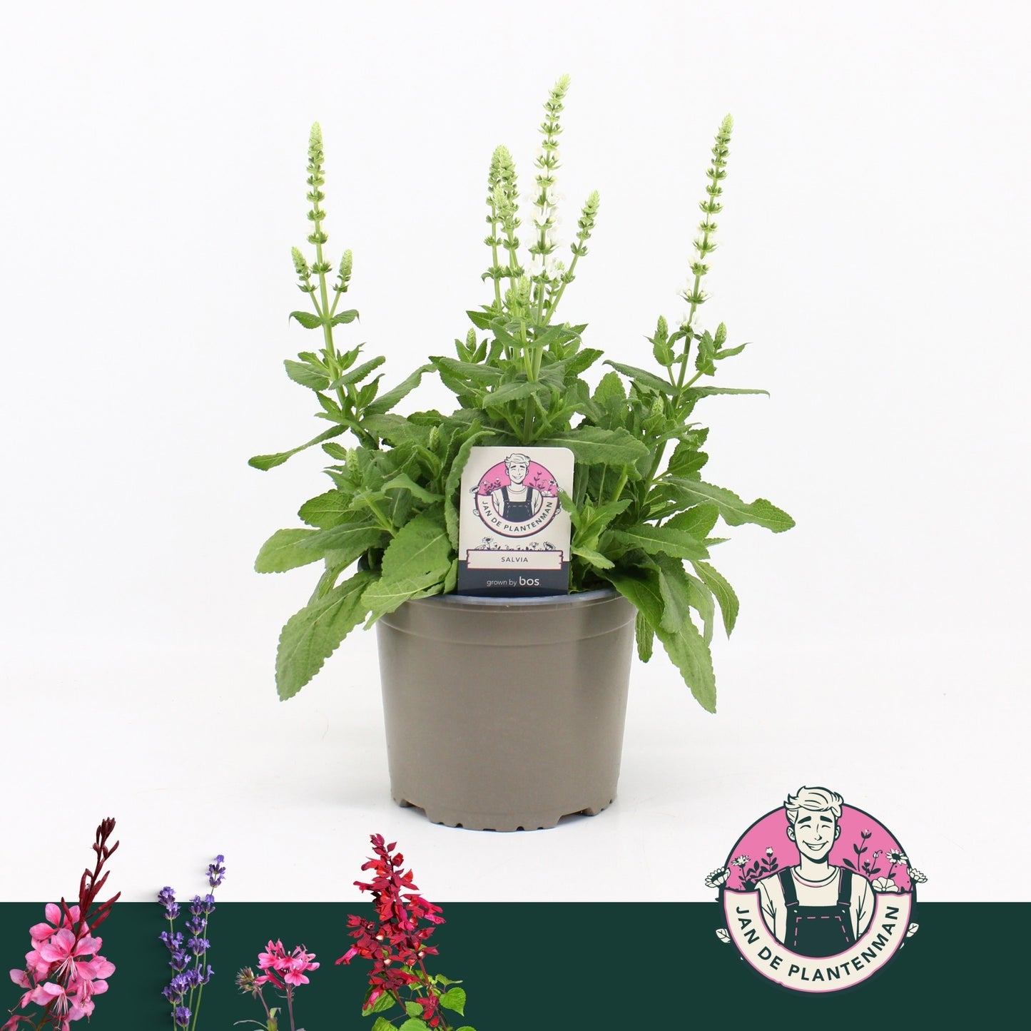 Salvia nem. Sensation White 35cm 17cm Pot