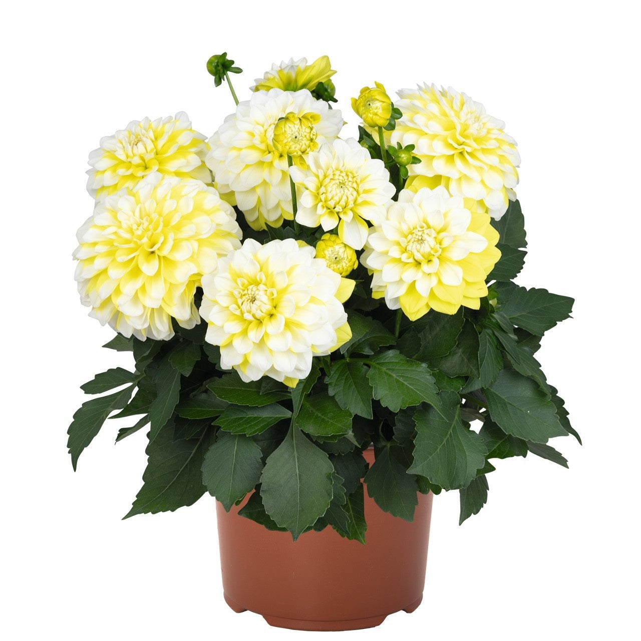 Dahlia Hypnotica Lemon Swirl 40cm 17cm Pot