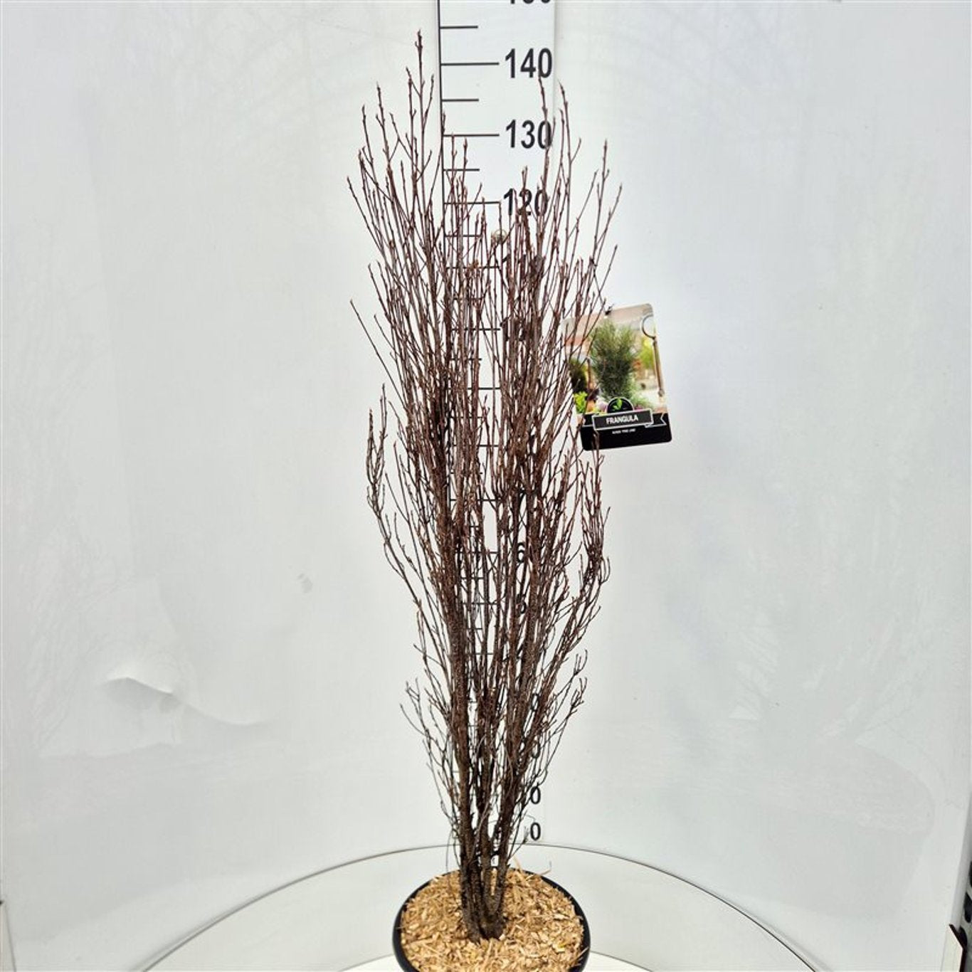 Frangula alnus 140cm 32cm Pot