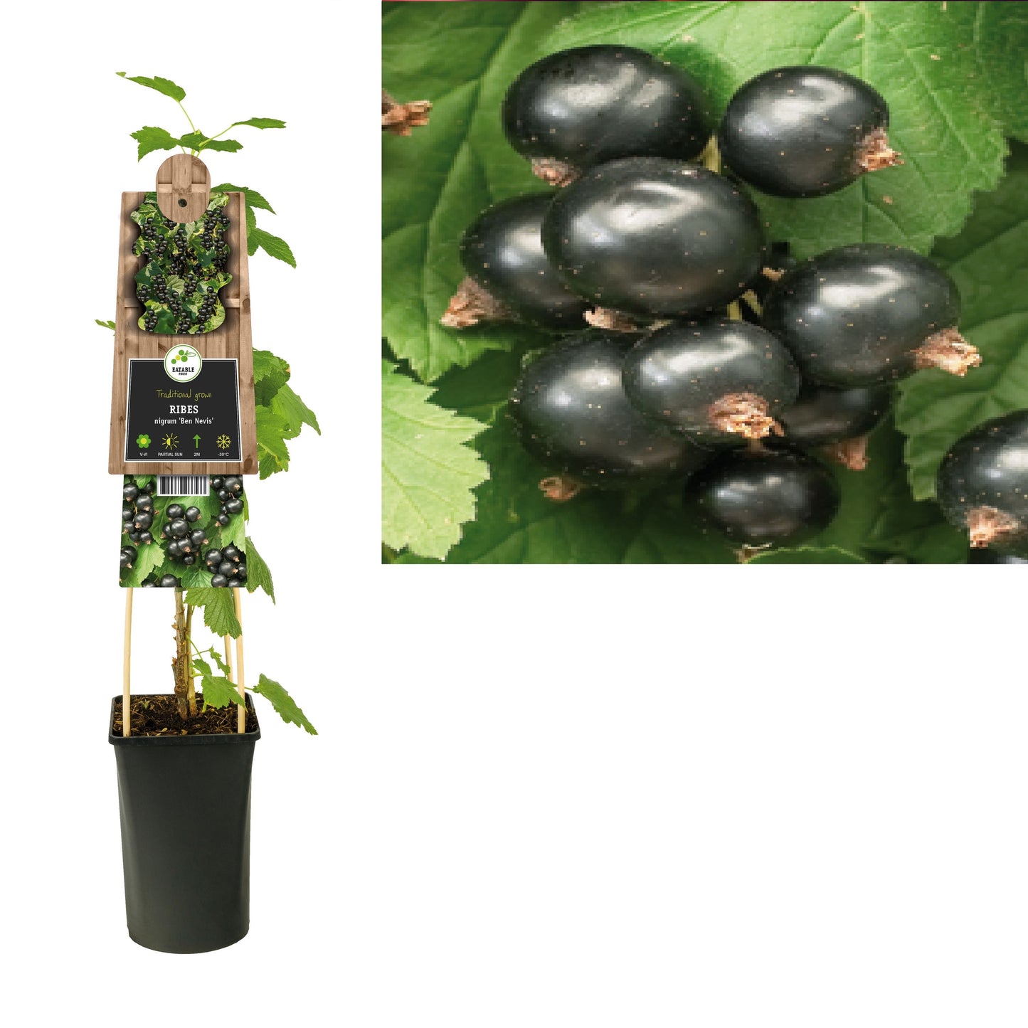 Ribes Ben Nevis (Blackcurrant) 75cm 17cm Pot