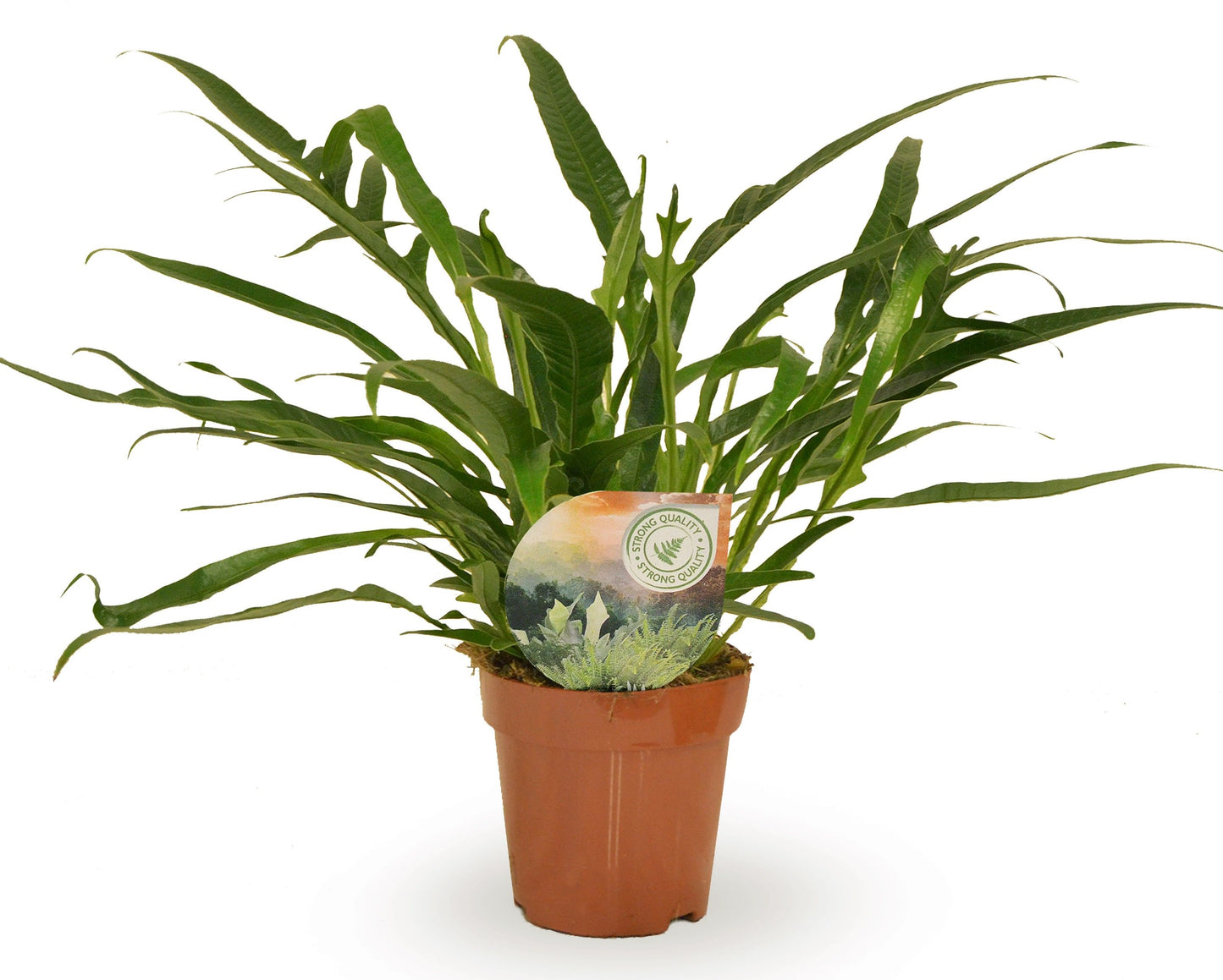 Aglaomorpha Jim 30cm 12cm Pot