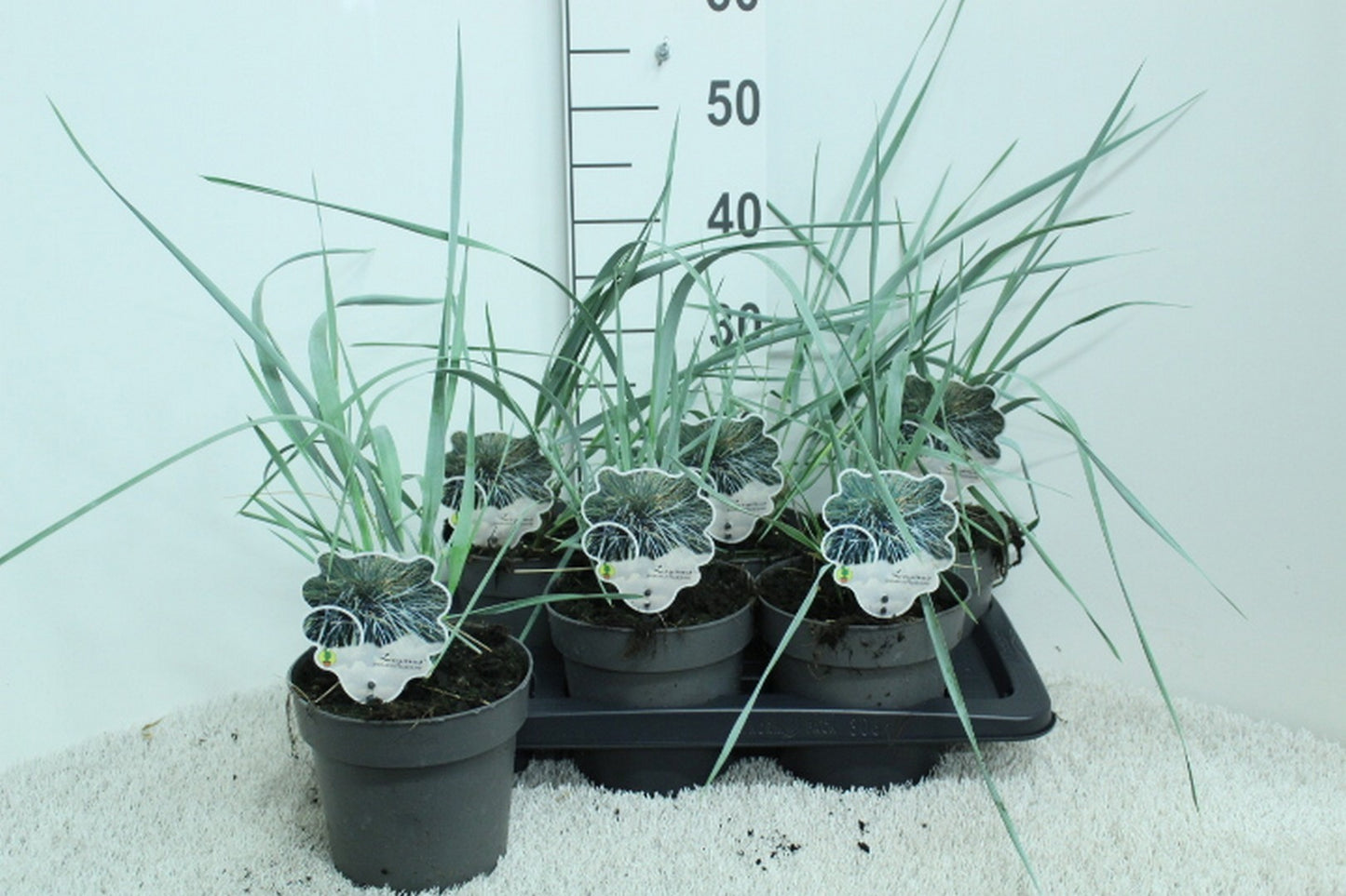 Leymus arenarius 50cm 17cm Pot