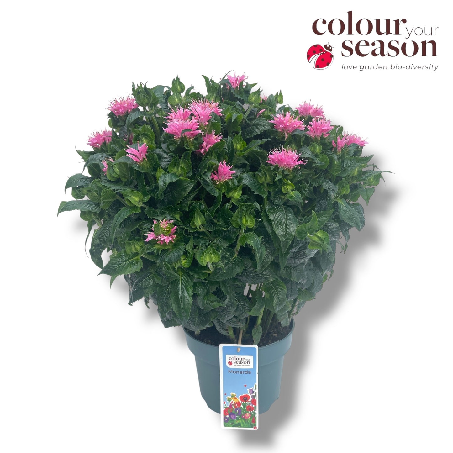 Monarda didyma 60cm 23cm Pot