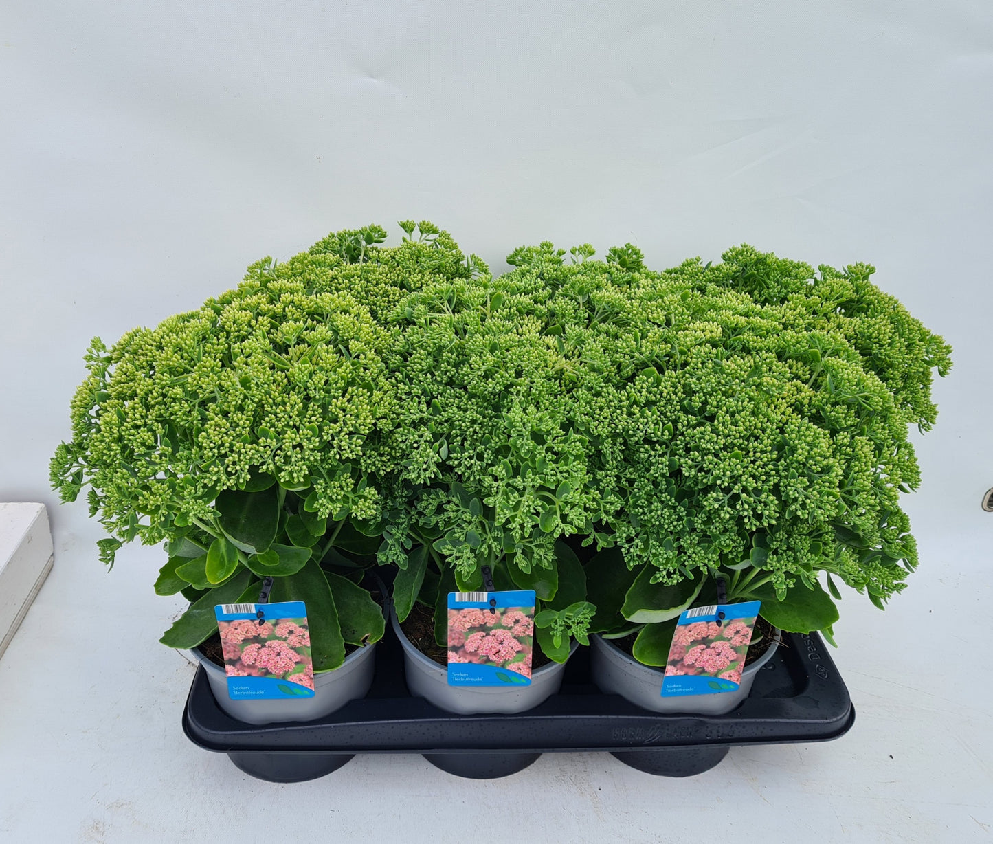 Sedum Herbstfreude 30cm 17cm Pot