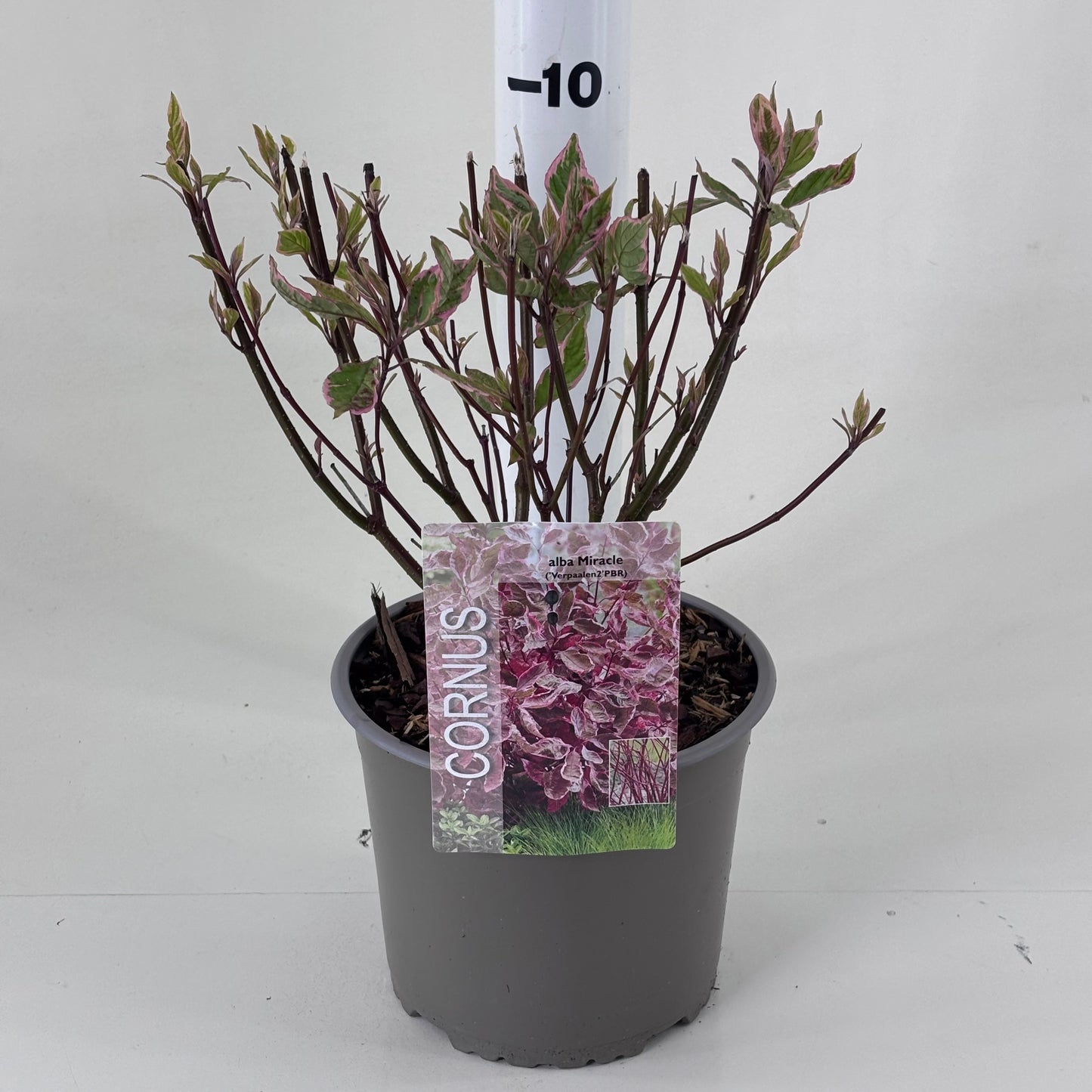 Cornus alba Miracle 30cm 19cm Pot