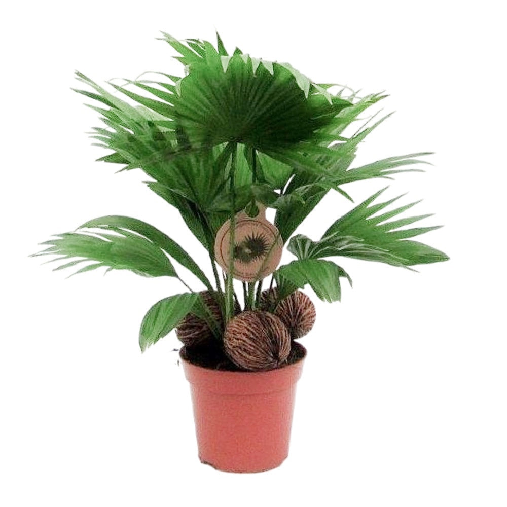 Livistona rot. + kadulnuts 45cm 14cm Pot