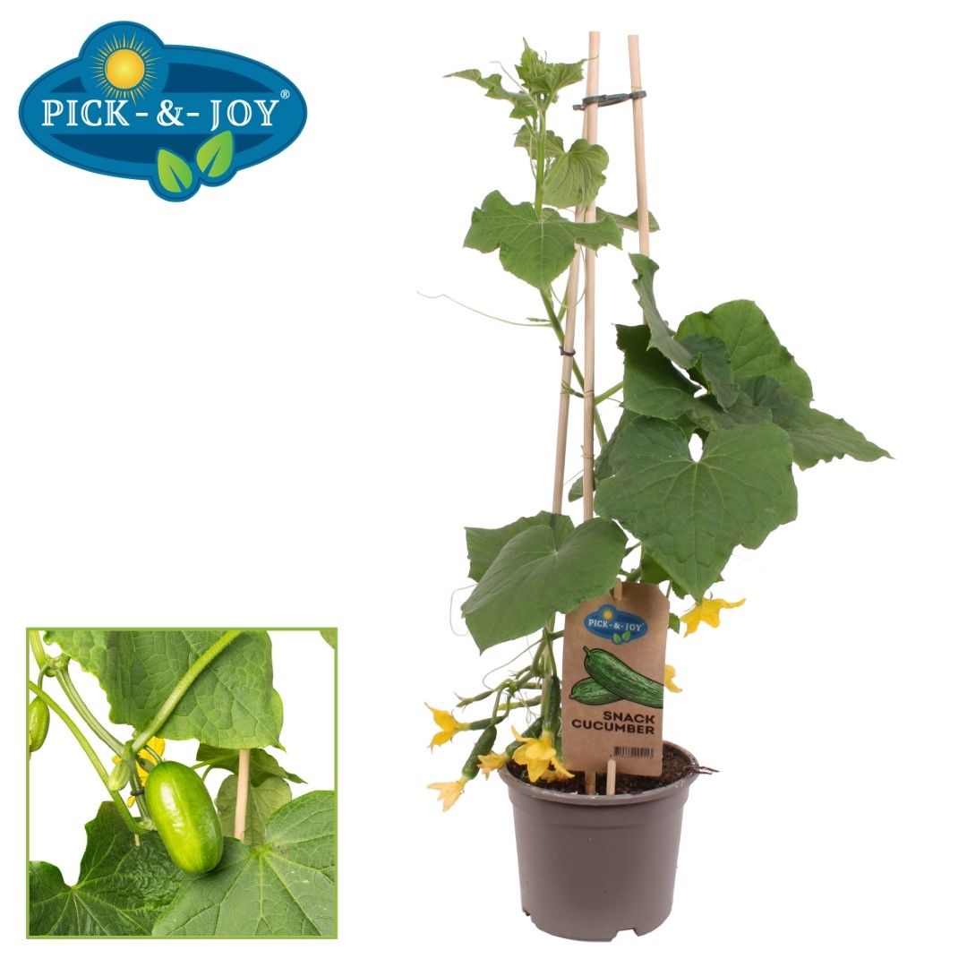 PICK&JOY Snack Cucumber 60cm 14cm Pot