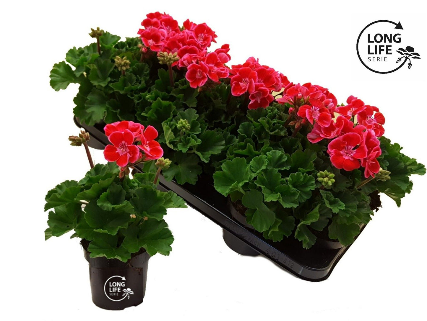 Pelargonium zon. pink bicolor 25cm 510cm Pot