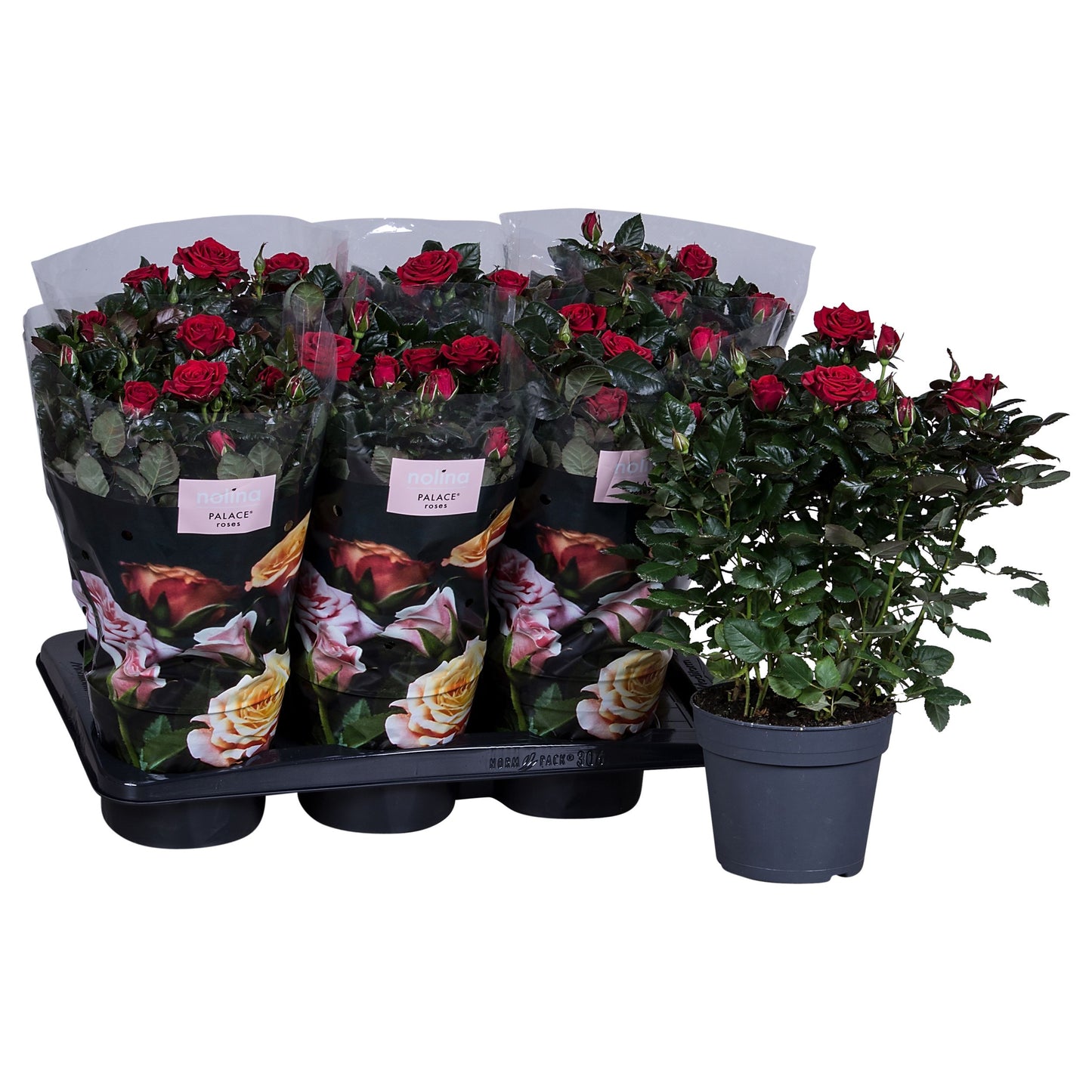 Rosa Palace red 45cm 17cm Pot