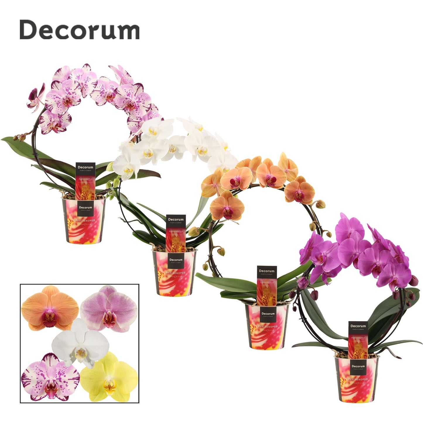 Phalaenopsis mix hoop 45cm 12cm Pot
