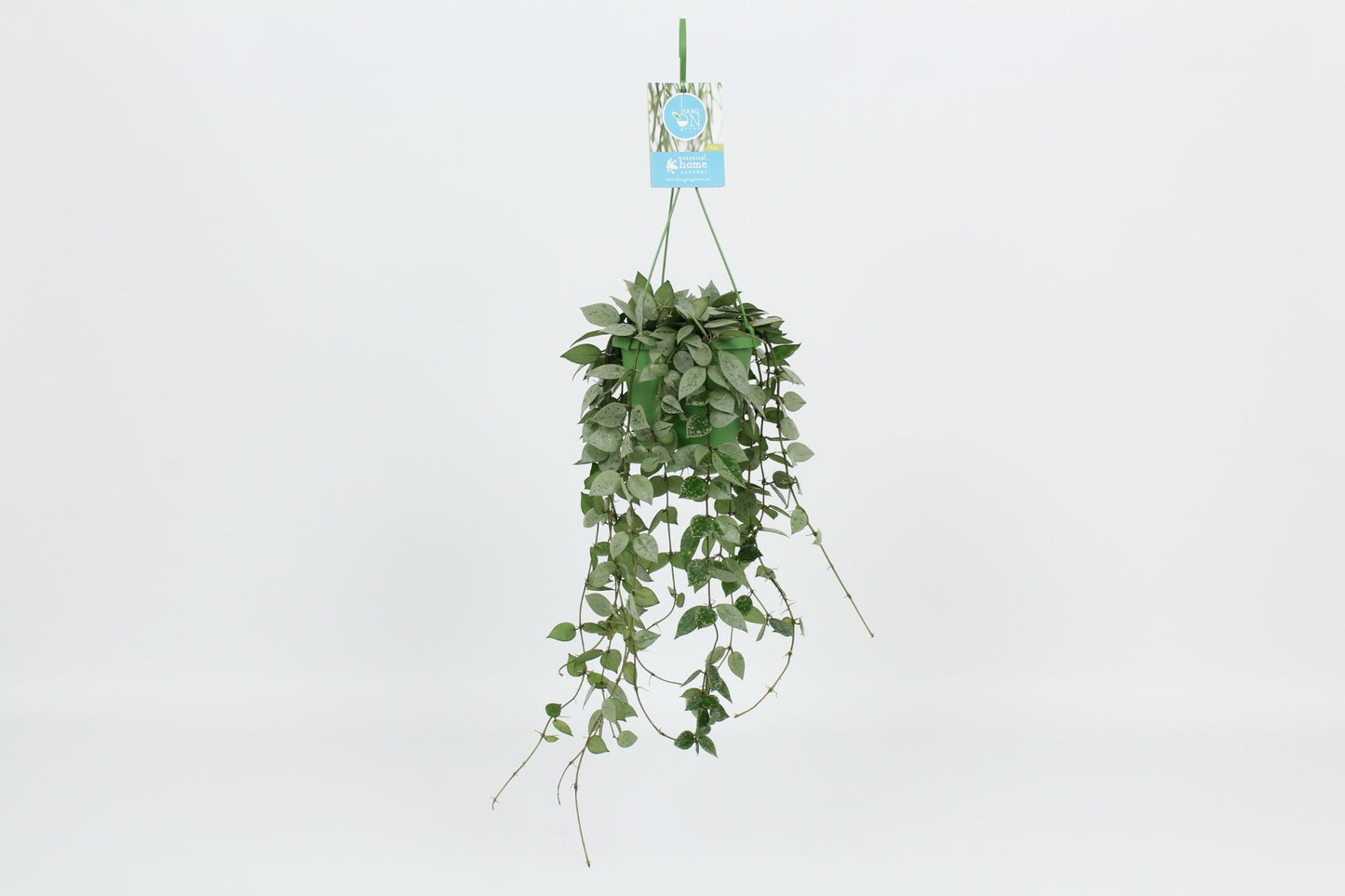 Hoya krohiana Eskimo 30cm 14cm Pot