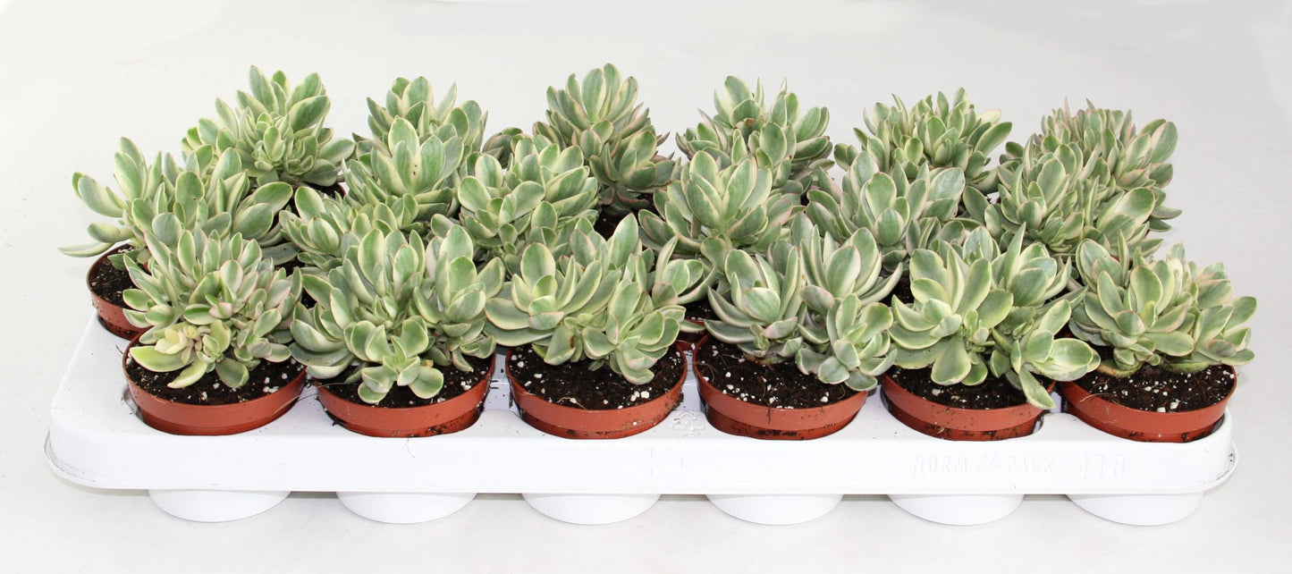 Crassula Moneymaker var. 15cm Special Pot (508)