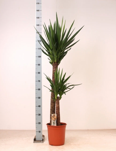 Yucca elephantipes 150cm 24cm Pot
