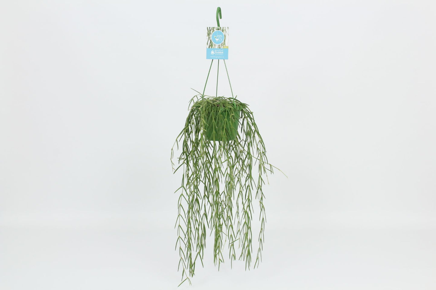 Hoya linearis 40cm 14cm Pot