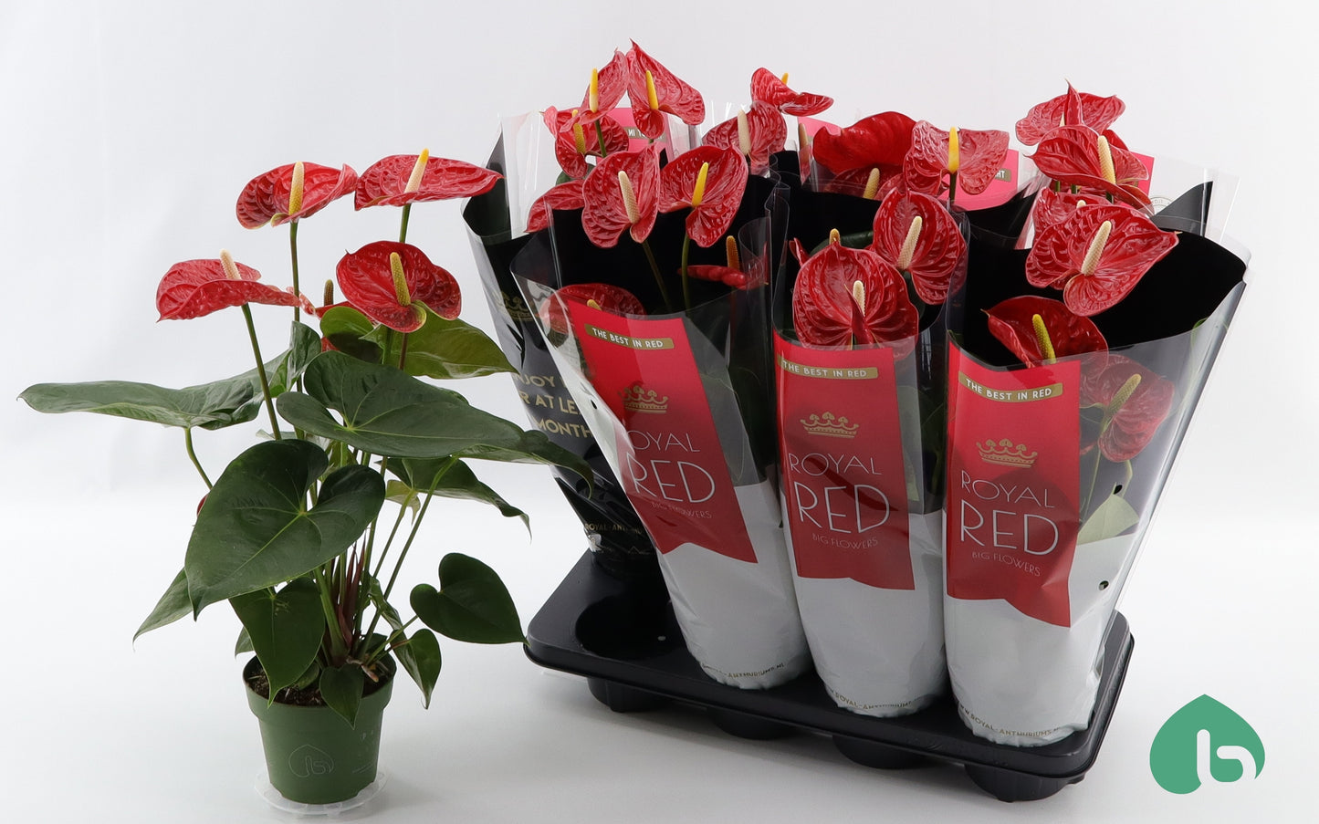 Anthurium Madural 55cm 14cm Pot
