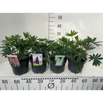 Lupinus Gallery White 45cm 19cm Pot
