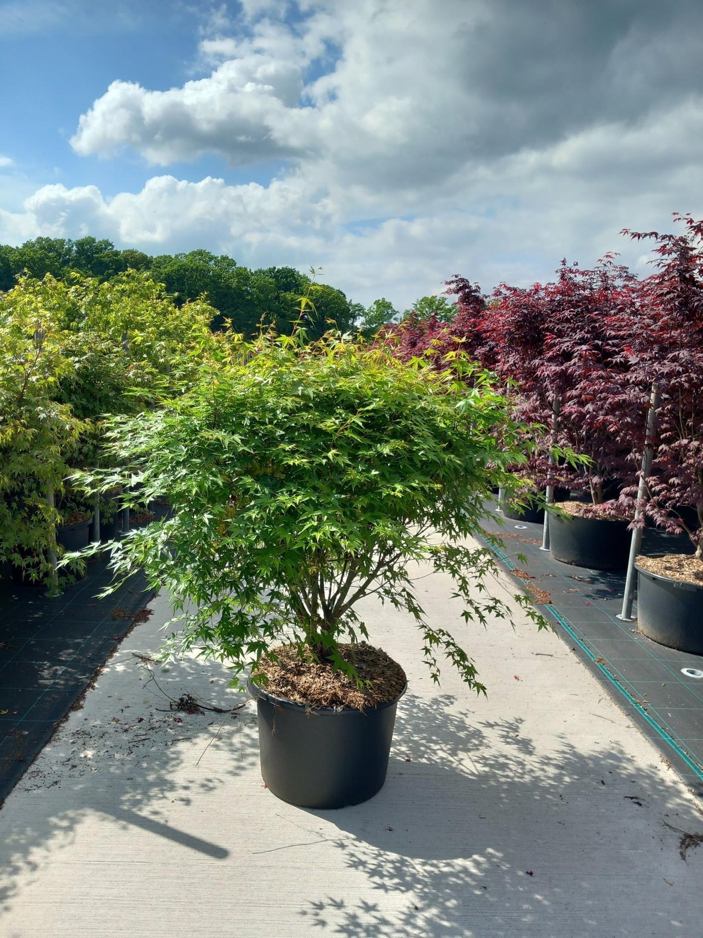 Acer palmatum 160cm 50cm Pot