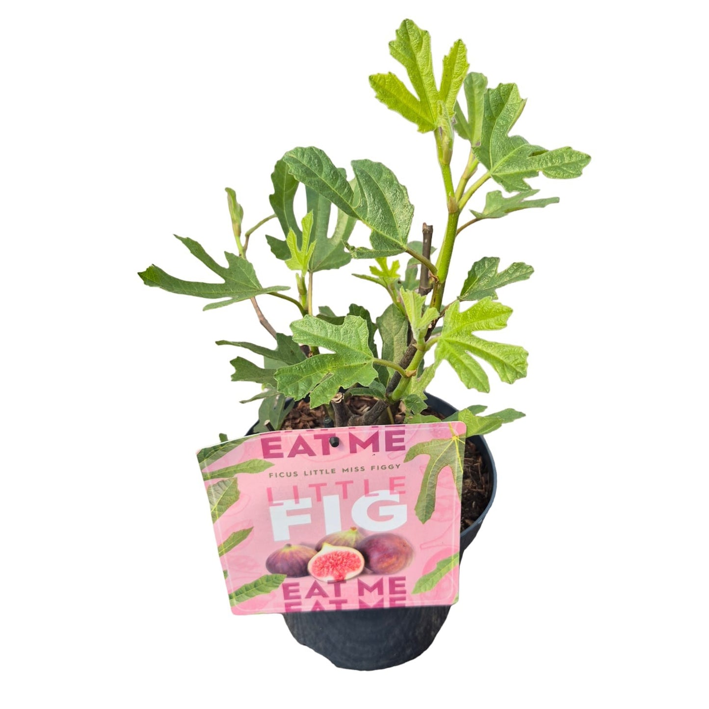 Ficus carica ("Fig") Little Miss Figgy 40cm 19cm Pot
