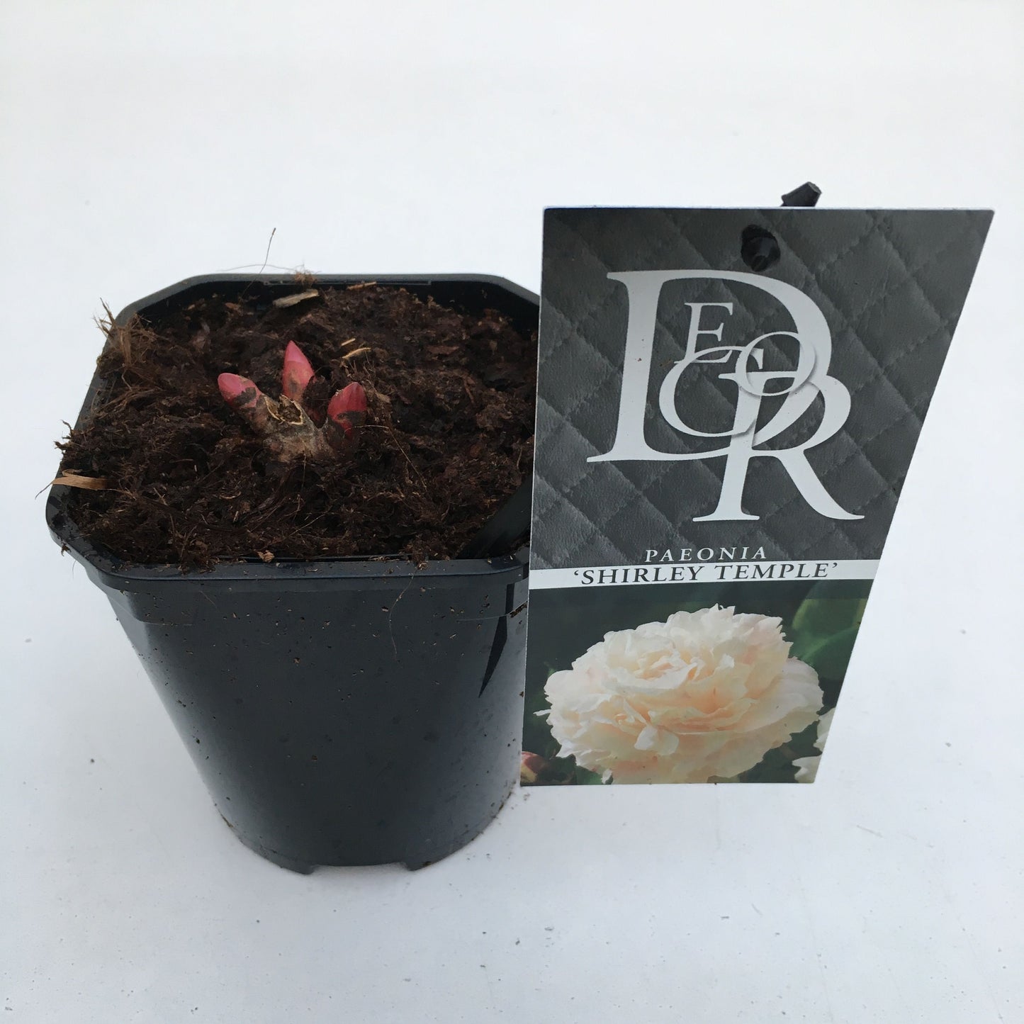 Paeonia lact. Shirley Temple 5cm 11cm Pot