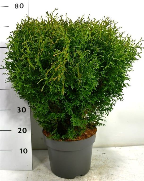 Thuja occ. Tiny Tim 70cm 26cm Pot