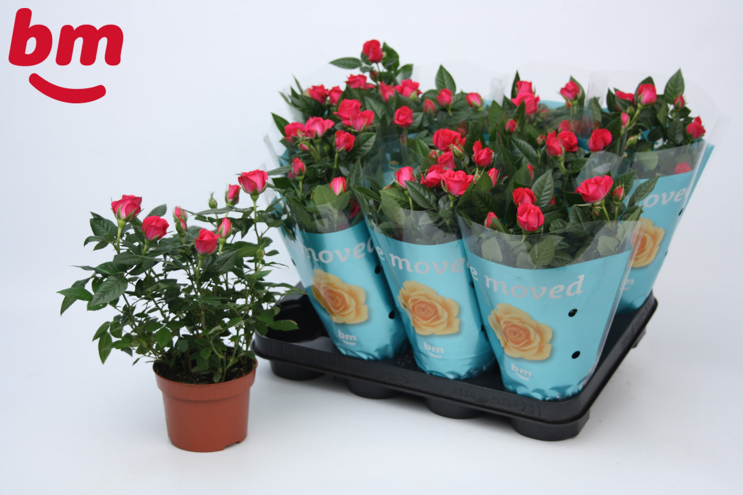 Rosa Jewel Purple 25cm 510cm Pot