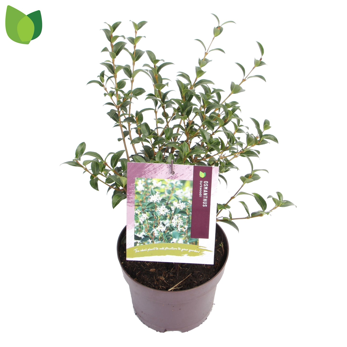 Osmanthus burkwoodii 40cm 19cm Pot