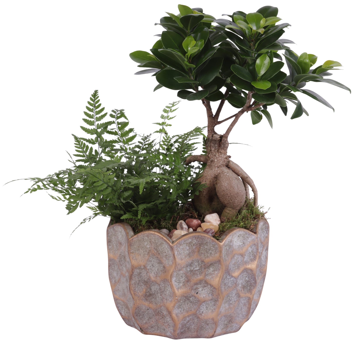 arr. Kamerplanten YR618F0670 35cm 18cm Pot