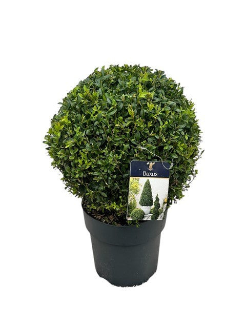 Buxus sempervirens ball 45cm 23cm Pot