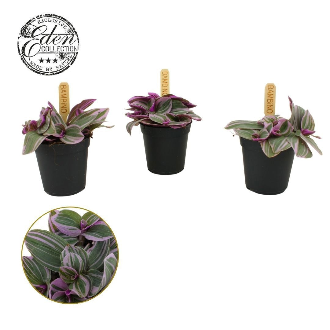 Tradescantia Sweetness 505cm Pot